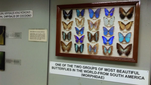 Kuala Lumpur Butterfly Park 