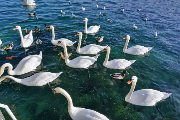 Гуси-лебеди