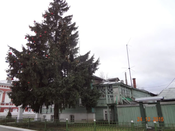 вот такие ёлки в огороде!