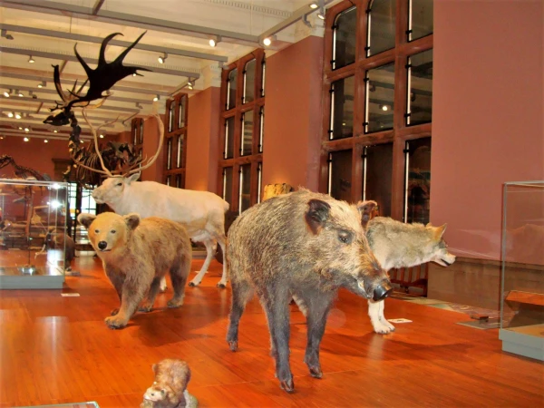 Kelvingrove Art Gallery and Museum