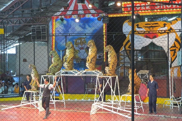 тигровый зоопарк Sriracha Tiger Zoo