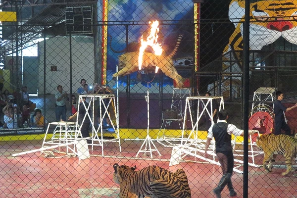 тигровый зоопарк Sriracha Tiger Zoo