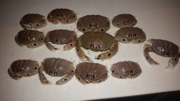 дары моря