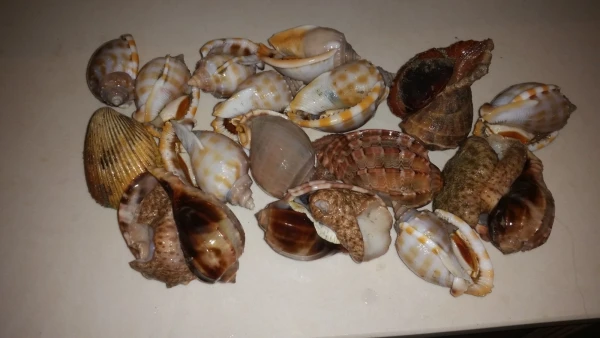 дары моря