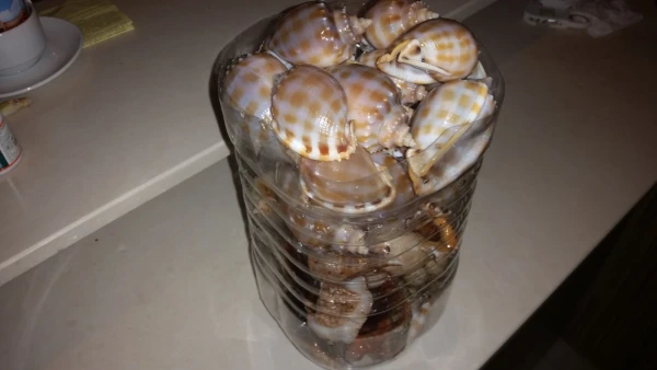 дары моря