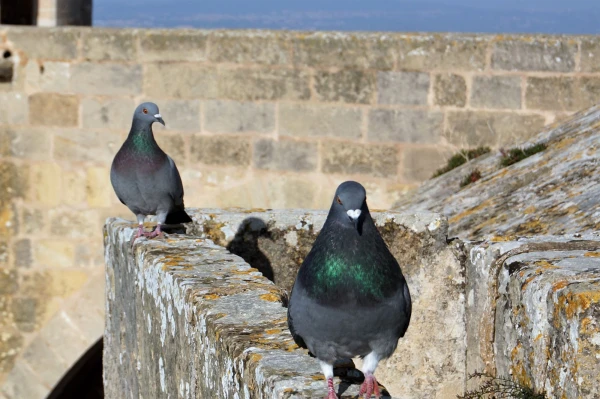 Castell de Bellver