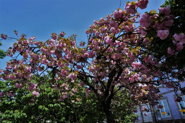 Cordoaria Garden