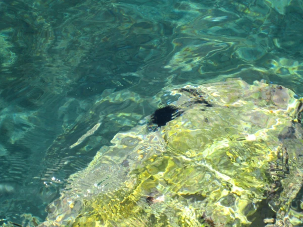 осторожно здесь есть морские ежи