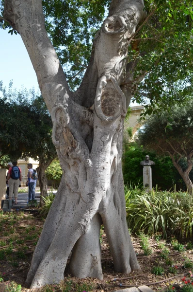 Верхние сады Баракка (Upper Baracca Gardens)
