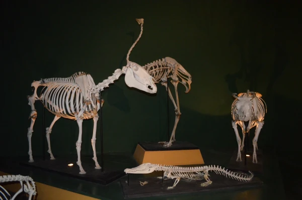 Национальный музей естественной истории (Museum National History)