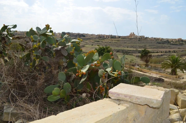 Окрестности Церкви Та Пину (Ta Pinu Sanctuary)