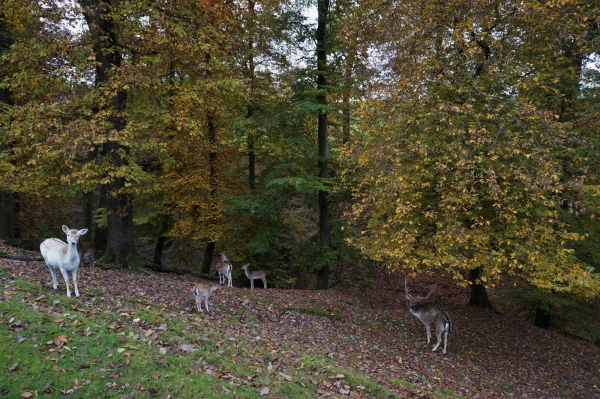 Парк животных Wildpark Heitern