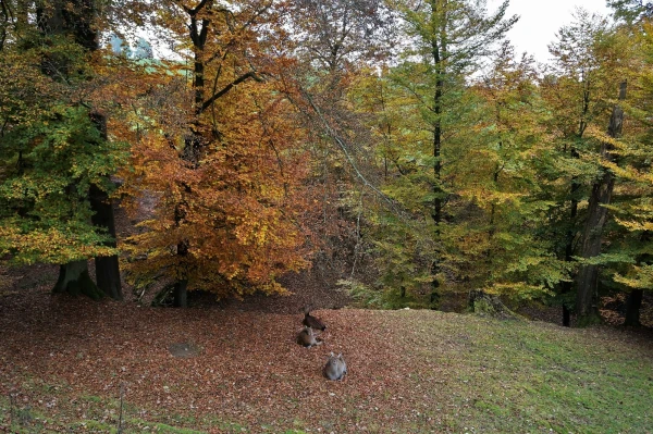 Парк животных Wildpark Heitern