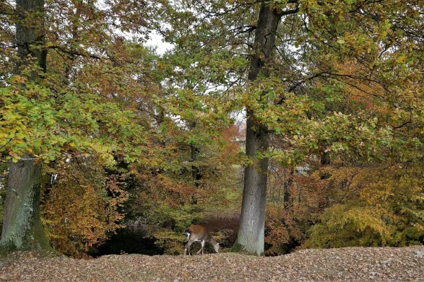 Парк животных Wildpark Heitern