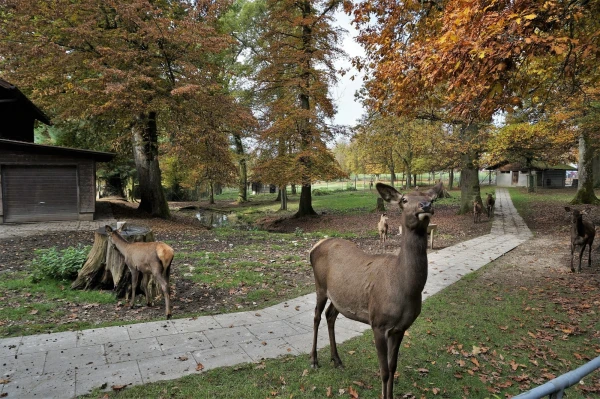 Парк животных Wildpark Heitern