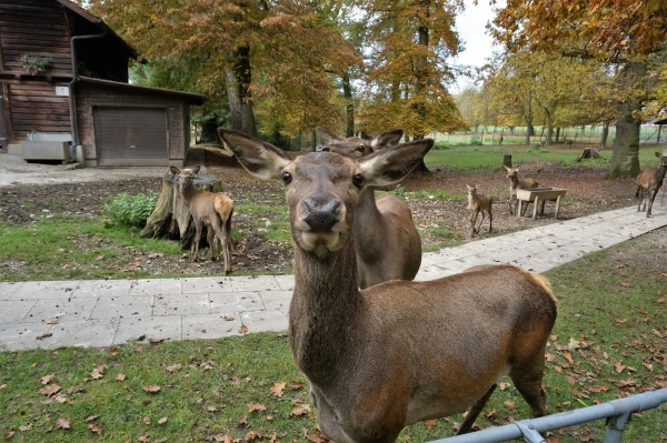 Парк животных Wildpark Heitern