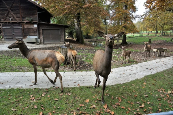 Парк животных Wildpark Heitern