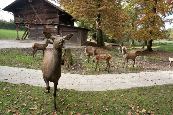Парк животных Wildpark Heitern