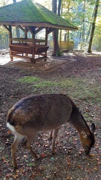 Пятнистый олень таки пятнистый! 