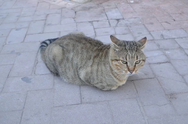 Огромный котяра, словно поджидавший меня :)
