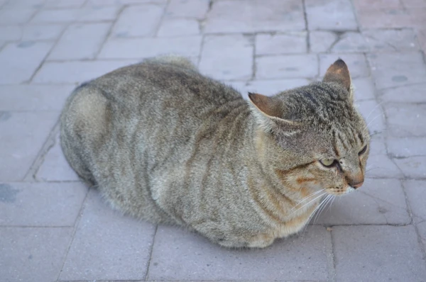 Огромный котяра, словно поджидавший меня :)