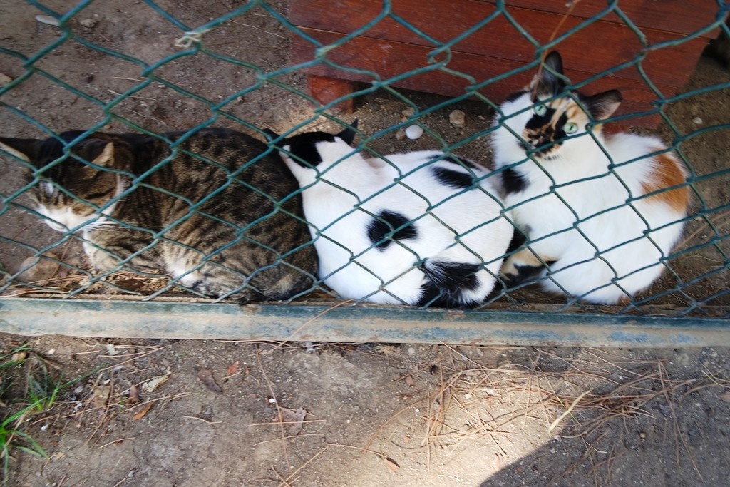 Кошкин дом