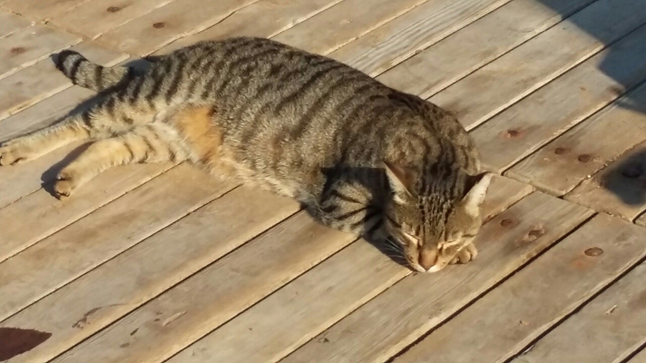 Пляжный котэ