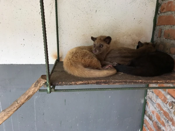 Циветты, которые готовят кофе лювак