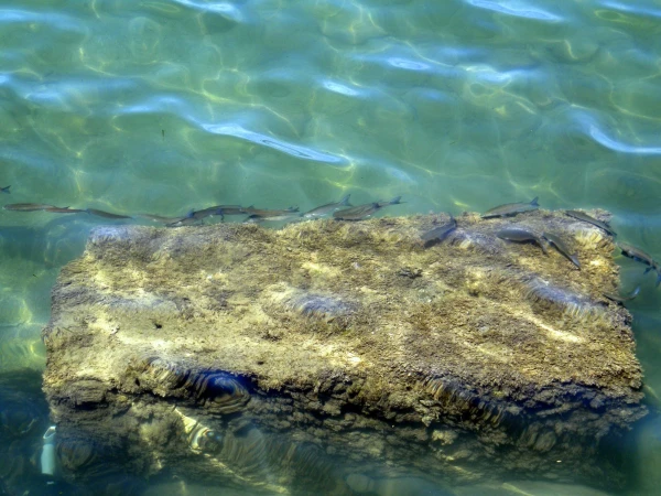 водичка чистейшая