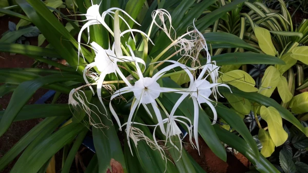 цветы Сантаны