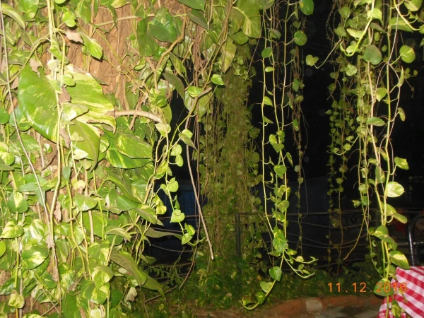 итальянский ресторан Tuscana gardens