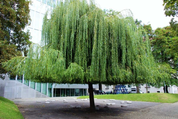 Берега Шпрее.