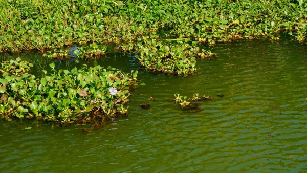 На хаус-боте по озерам, каналам и заводям