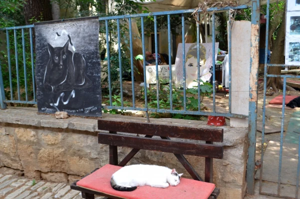 Cat street