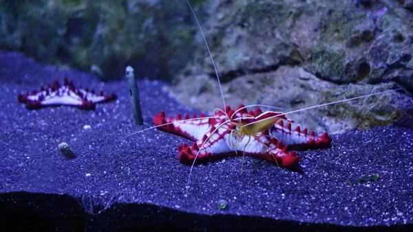 Морская звезда, а нее залез какой то морской таракан