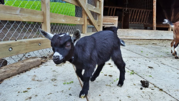 Живность на ферме
