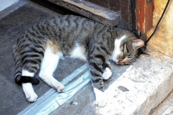 г. Котор. Спящий Барсик