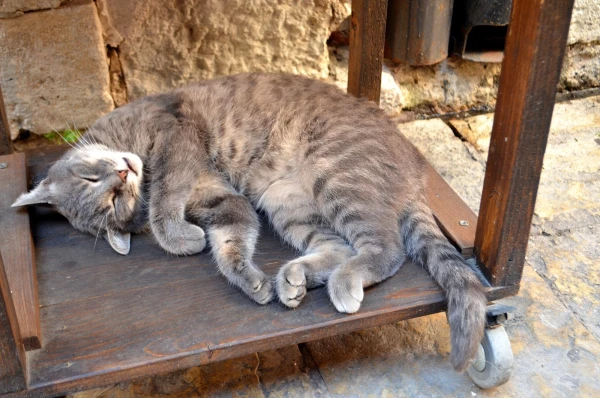 г. Котор. Спящий Барсик