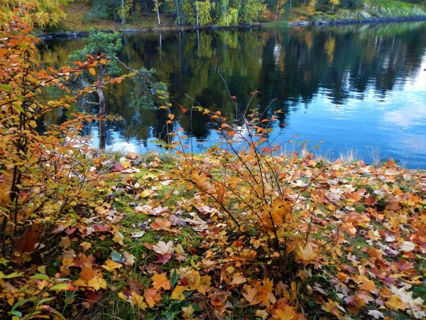 Краски осени