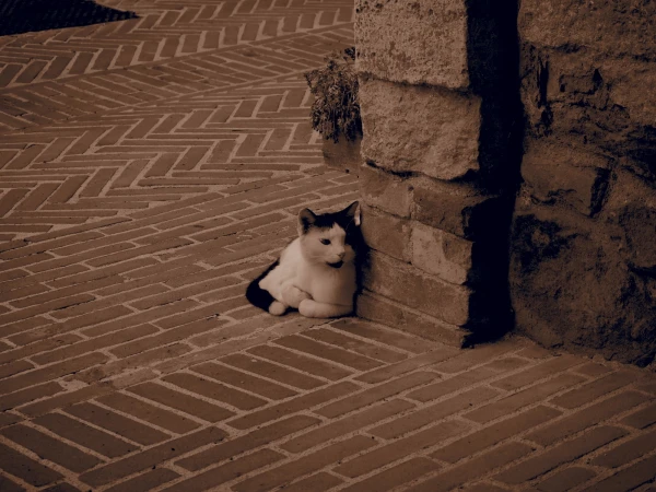 КотИшко за углом