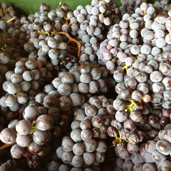 Виноград Санджовезе (Sangiovese)