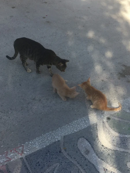 котосемейство