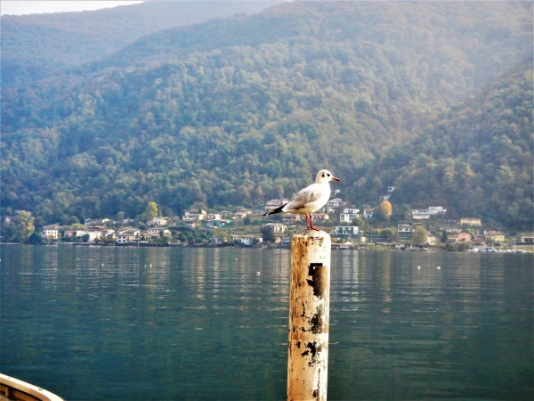 Моркоте, Луганское озеро
