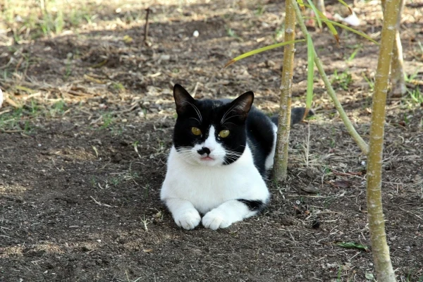 Котэ)