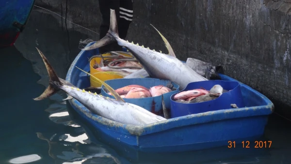 Male Fish Market