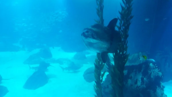 Океанариум