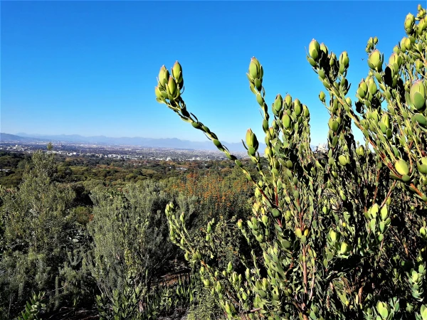 Ботанический Сад Kirstenbosch National Botanical Garden