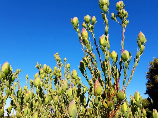 Ботанический Сад Kirstenbosch National Botanical Garden
