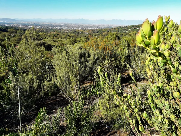 Ботанический Сад Kirstenbosch National Botanical Garden