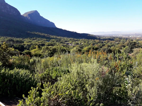 Ботанический Сад Kirstenbosch National Botanical Garden